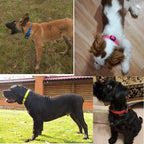 JanPet PVC Waterproof Dog Collar - Easy to Clean, S/M/L