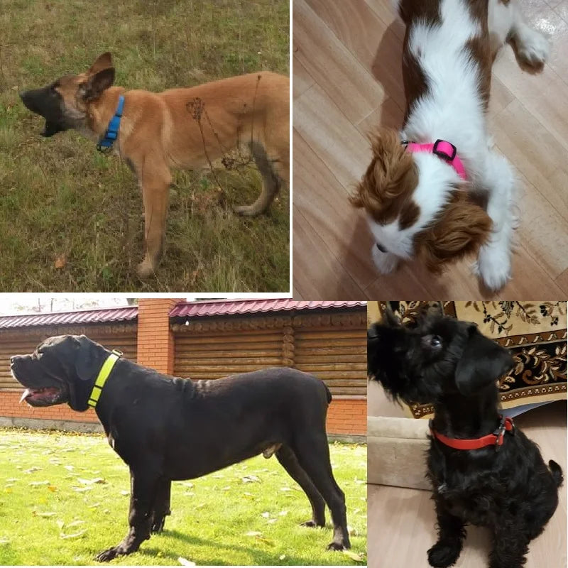 JanPet PVC Waterproof Dog Collar - Easy to Clean, S/M/L