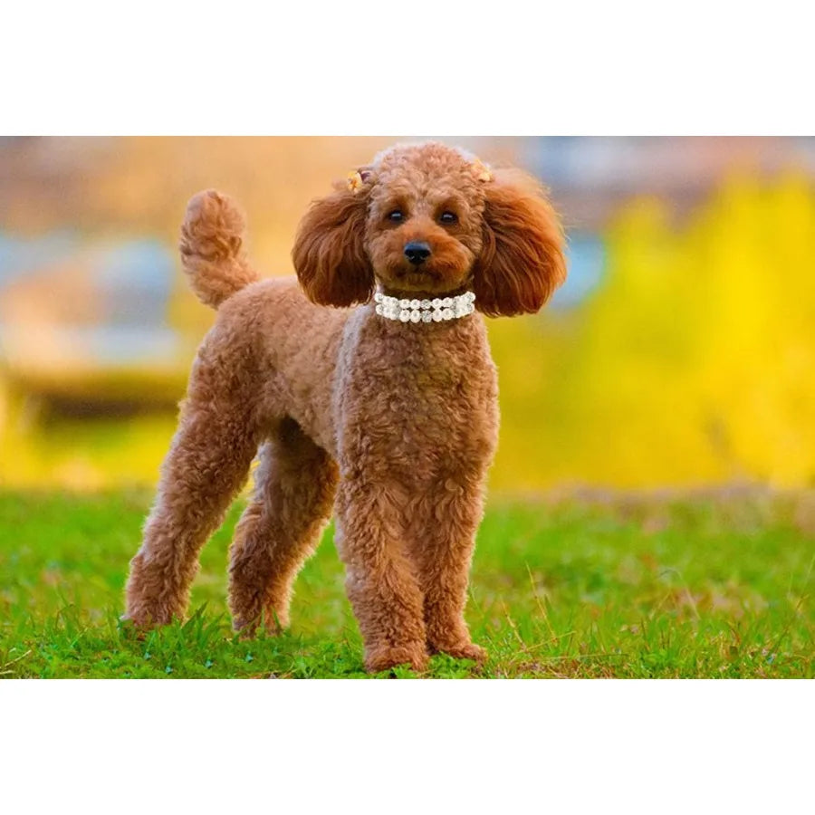 XXS Pearl Dog Collar with Crystal Rhinestones