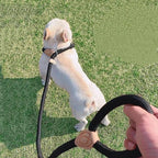Nylon Adjustable Dog Leash with Collar - All Colors