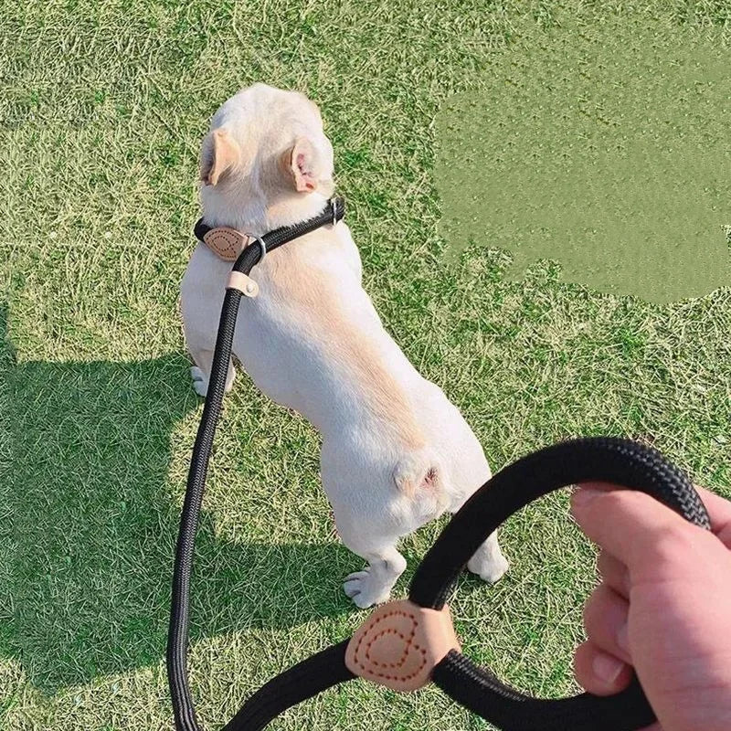 Nylon Adjustable Dog Leash with Collar - All Colors