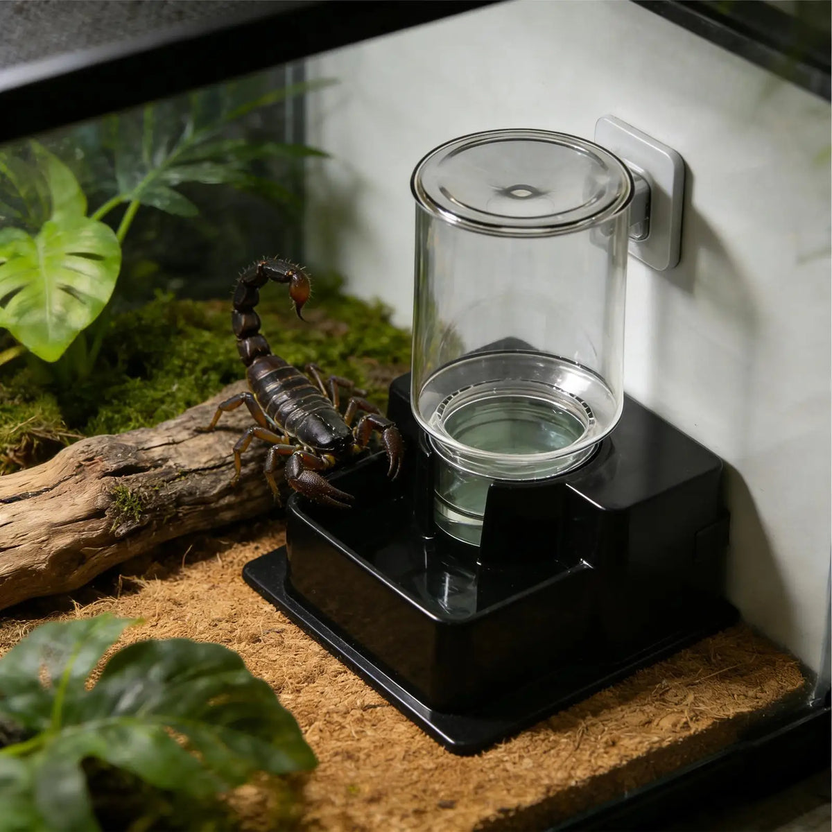 Automatic Reptile Feeder Reptile Automatic Dish Tortoise Water Dish Gecko Drink Dispenser for Lizard Chameleon Snake Frog Hermit