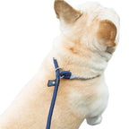 Nylon Adjustable Dog Leash with Collar - All Colors
