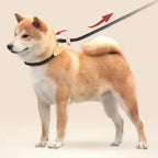 Nylon Adjustable Dog Leash with Collar - All Colors