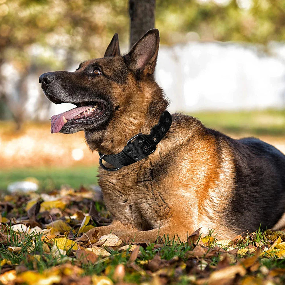 Durable Nylon Tactical Dog Collar for Medium Large Dogs